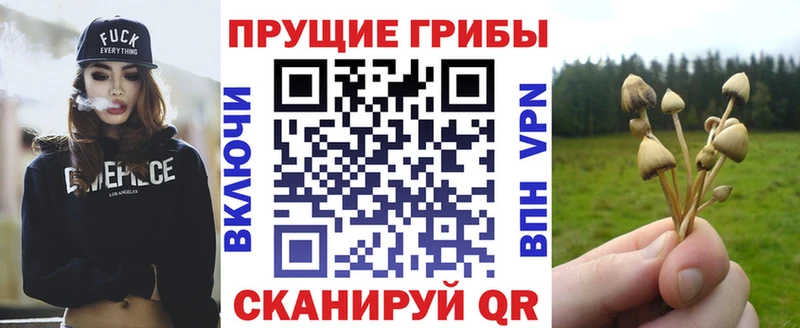 Купить  Михайловка  Галлюциногенные грибы Psilocybe 